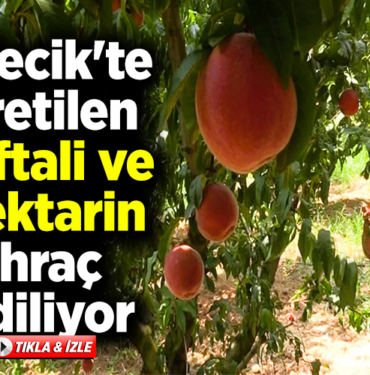 Bilecik'te üretilen şeftali ve nektarin ihraç ediliyor