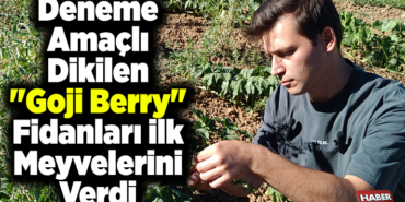 Deneme amaçlı dikilen goji berry fidanları ilk meyvelerini verdi