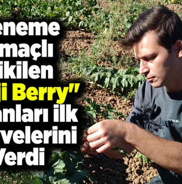 Deneme amaçlı dikilen goji berry fidanları ilk meyvelerini verdi