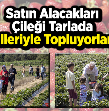 Satın alacakları çileği tarlada elleriyle topluyorlar