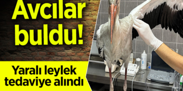 avcılar