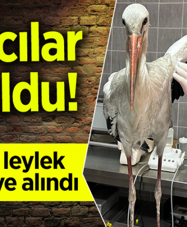 avcılar
