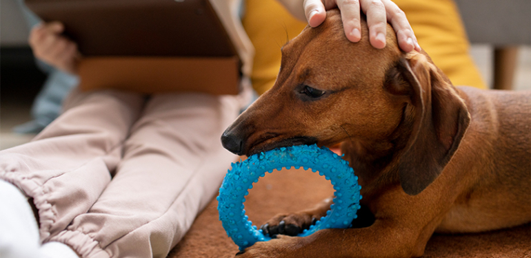 Köpeğinizle Telepati Kurarak İletişim Gücünüzü Artırın