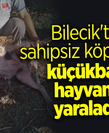 kopekler