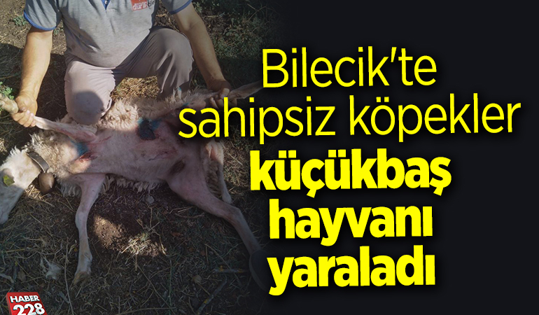 Bilecik’te sahipsiz köpekler küçükbaş hayvanı yaraladı