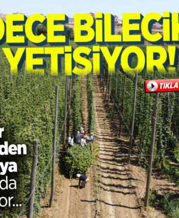şerbetçi