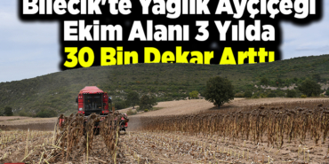 Bilecik'te yağlık ayçiçeği ekim alanı 3 yılda 30 bin dekar arttı