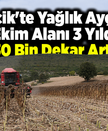 Bilecik'te yağlık ayçiçeği ekim alanı 3 yılda 30 bin dekar arttı