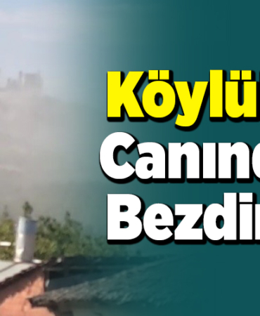 Köylüleri canından bezdirdi!