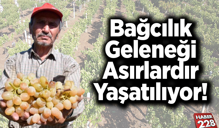 Bağcılık geleneği asırlardır yaşatılıyor