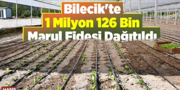 Bilecik'te 1 milyon 126 bin marul fidesi dağıtıldı