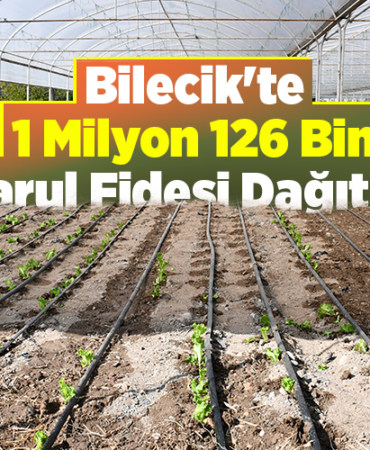 Bilecik'te 1 milyon 126 bin marul fidesi dağıtıldı