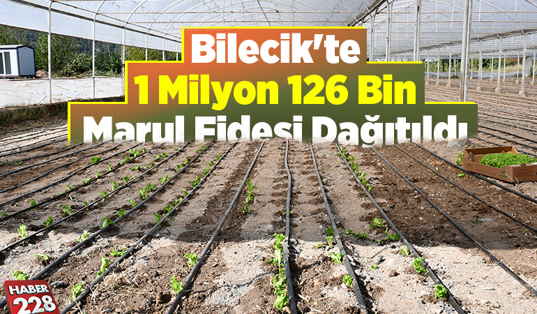 Bilecik’te 1 milyon 126 bin marul fidesi dağıtıldı