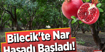 Bilecik'te Nar Hasadı Başladı!