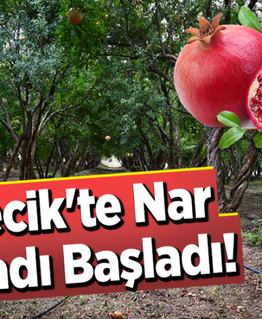 Bilecik'te Nar Hasadı Başladı!