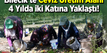 Bilecik'te ceviz üretim alanı 4 yılda iki katına yaklaştı
