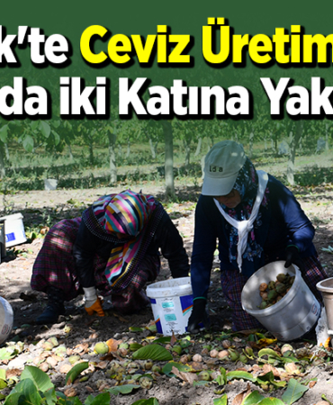 Bilecik'te ceviz üretim alanı 4 yılda iki katına yaklaştı