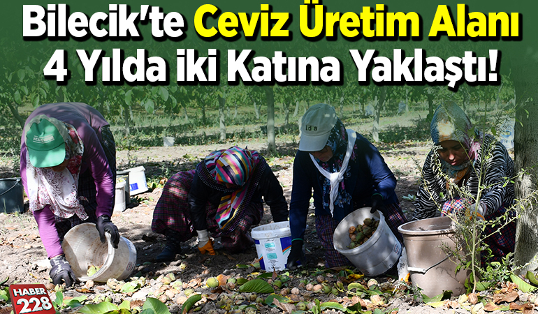 Bilecik’te ceviz üretim alanı 4 yılda iki katına yaklaştı