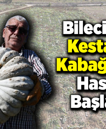 Bilecik'te kestane kabağında hasat başladı