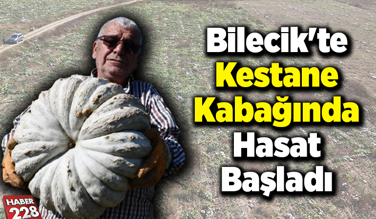 Bilecik’te kestane kabağında hasat başladı