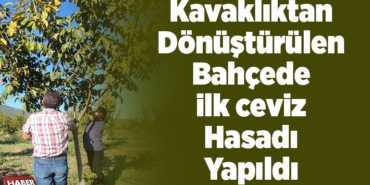 Kavaklıktan dönüştürülen bahçede ilk ceviz hasadı yapıldı