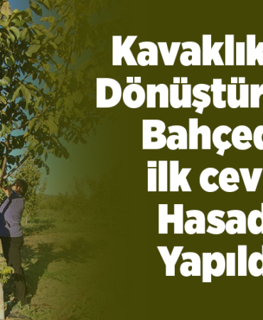 Kavaklıktan dönüştürülen bahçede ilk ceviz hasadı yapıldı