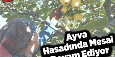 Osmaneli ayvasında hasat mesaisi devam ediyor