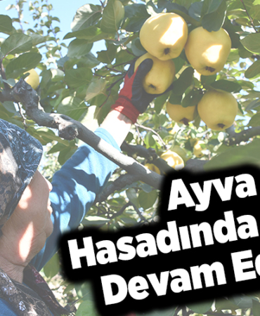 Osmaneli ayvasında hasat mesaisi devam ediyor