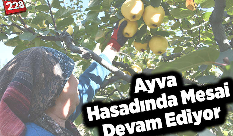 Osmaneli ayvasında hasat mesaisi devam ediyor