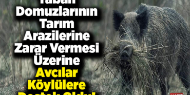 Yaban domuzlarının tarım arazilerine zarar vermesi üzerine avcılar köylülere destek oldu
