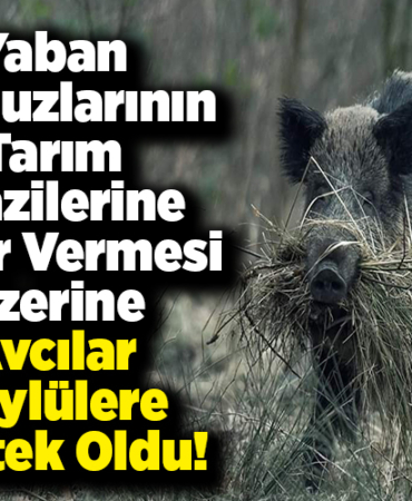 Yaban domuzlarının tarım arazilerine zarar vermesi üzerine avcılar köylülere destek oldu