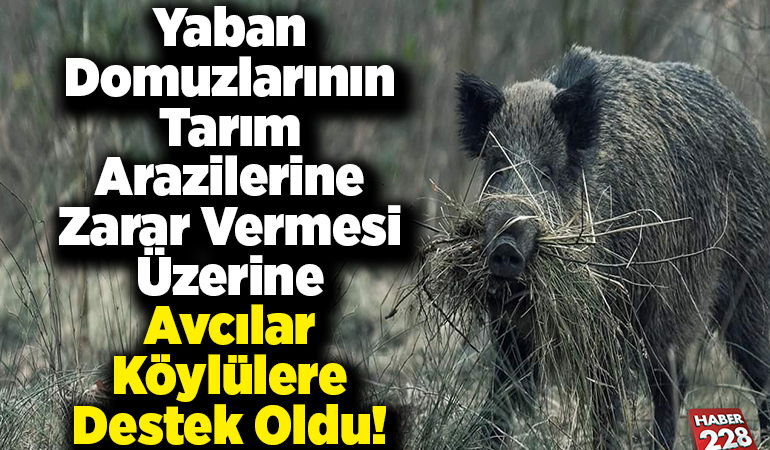 Yaban domuzlarının tarım arazilerine zarar vermesi üzerine avcılar köylülere destek oldu