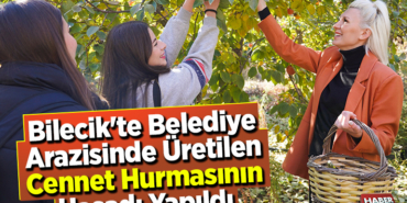 Bilecik'te belediye arazisinde üretilen cennet hurmasının hasadı yapıldı