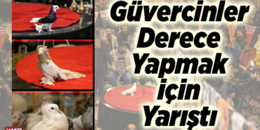 Güvercinler derece yapmak için yarıştı