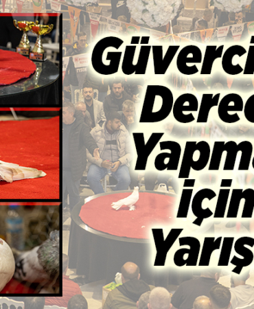Güvercinler derece yapmak için yarıştı