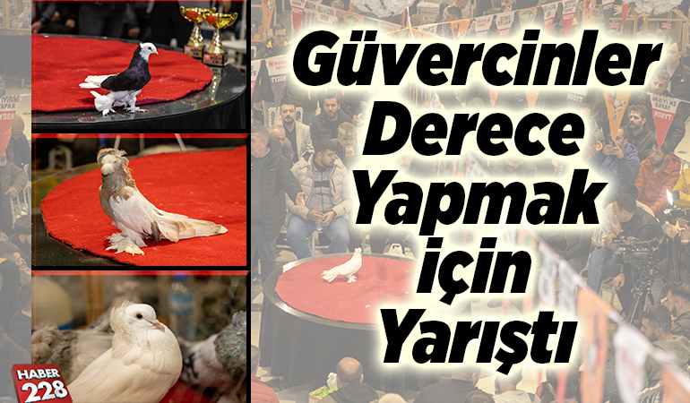 Güvercinler derece yapmak için yarıştı