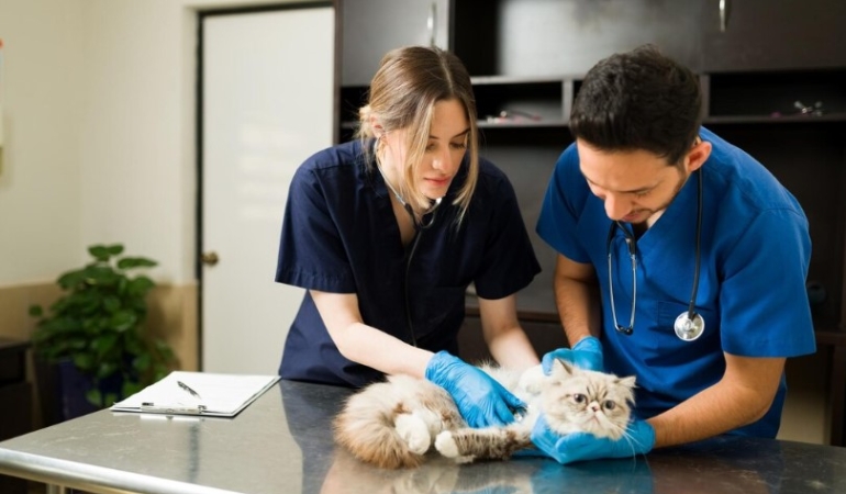 İzmir’de Güvenilir ve Profesyonel Acil Veteriner Hizmeti