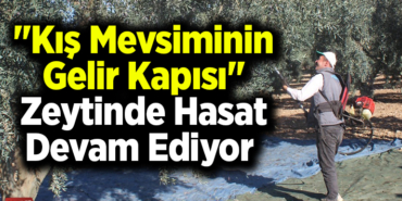 Kış mevsiminin gelir kapısı zeytinde hasat devam ediyor