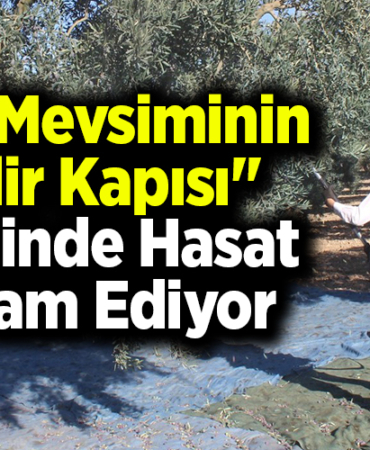 Kış mevsiminin gelir kapısı zeytinde hasat devam ediyor