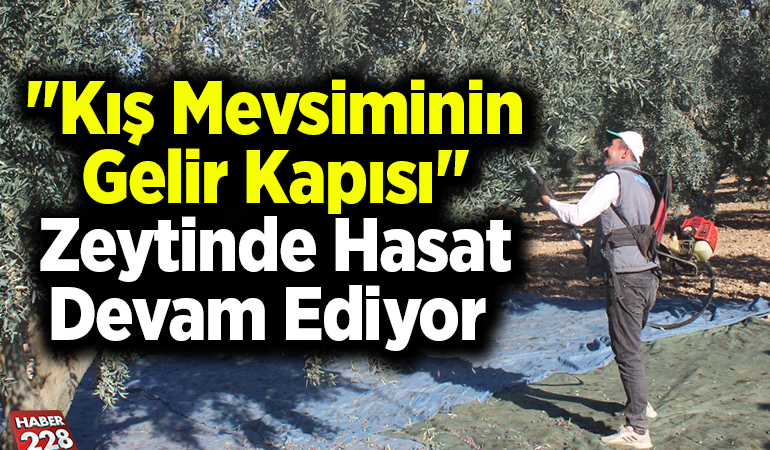 “Kış mevsiminin gelir kapısı” zeytinde hasat devam ediyor