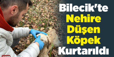 Bilecik'te Nehire Düşen Köpek Kurtarıldı