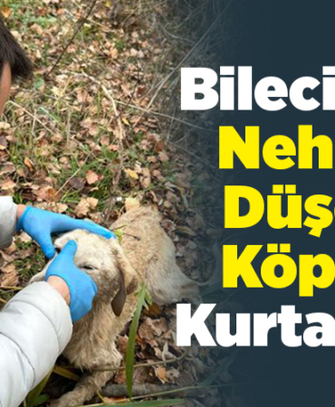 Bilecik'te Nehire Düşen Köpek Kurtarıldı