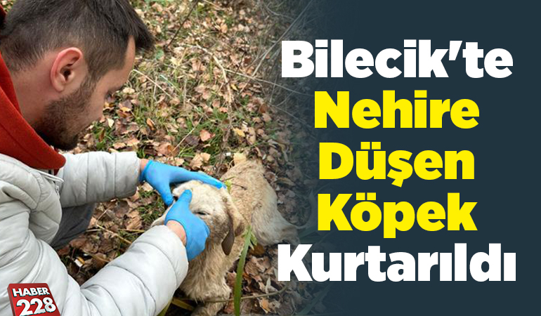 Bilecik’te Nehire Düşen Köpek Kurtarıldı