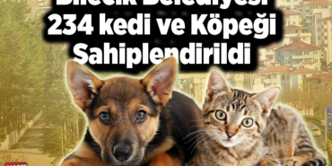 Bilecik Belediyesi 234 kedi ve köpeği sahiplendirildi