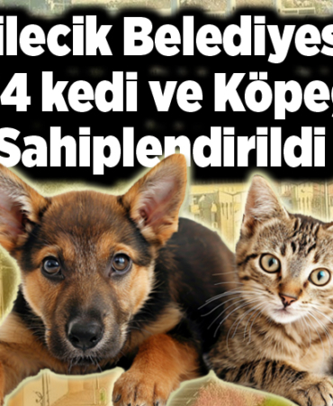 Bilecik Belediyesi 234 kedi ve köpeği sahiplendirildi