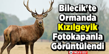 Bilecik'te ormanda su içen kızılgeyik fotokapanla görüntülendi