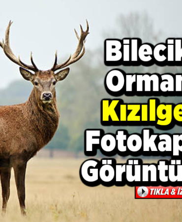 Bilecik'te ormanda su içen kızılgeyik fotokapanla görüntülendi