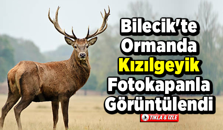 Bilecik’te ormanda kızılgeyik fotokapanla görüntülendi
