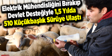 Elektrik mühendisliğini bırakıp devlet desteğiyle 1,5 yılda 510 küçükbaşlık sürüye ulaştı