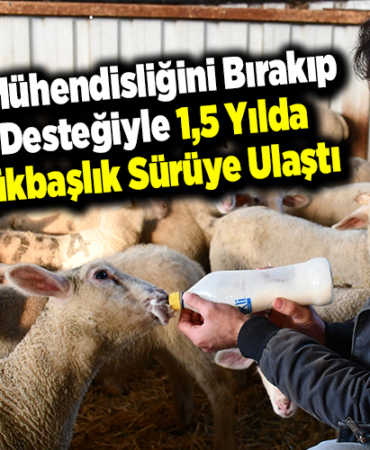 Elektrik mühendisliğini bırakıp devlet desteğiyle 1,5 yılda 510 küçükbaşlık sürüye ulaştı